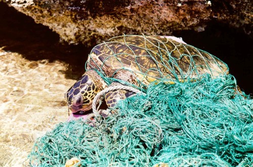 海洋"荒漠化"和海洋垃圾