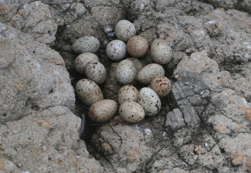 石鸟蛋图片
